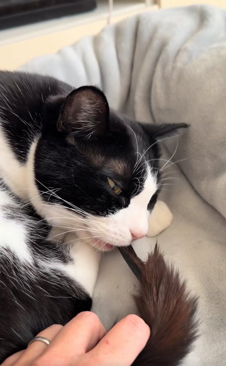 飼い主に引っ張られて口から尻尾を出している猫