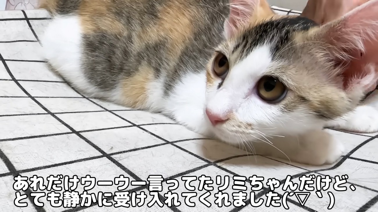 ハンモックに乗る子猫