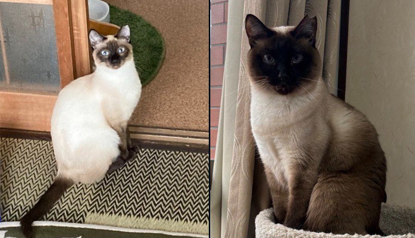 白っぽいシャム猫と黒っぽいシャム猫