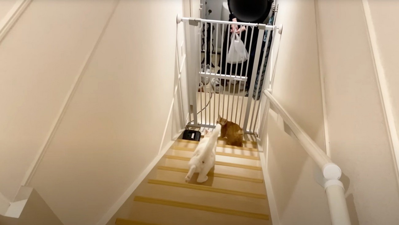 玄関に降りる2頭の猫