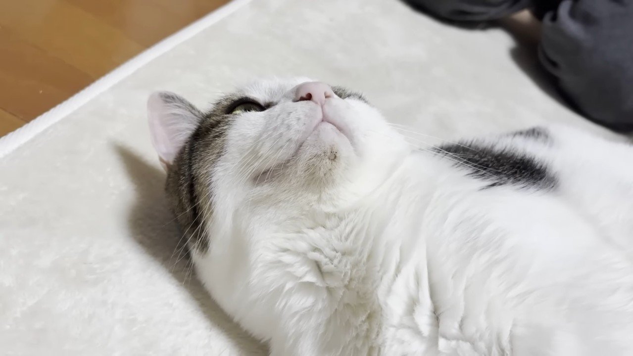 上を向く顔のアップ