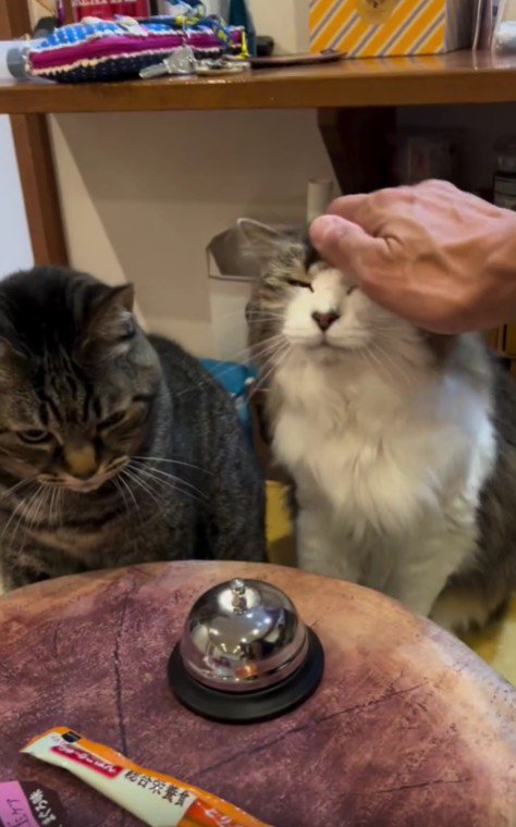 なでてもらう猫