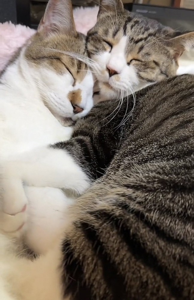 布団の上でくっついて寝る2匹のキジ白猫