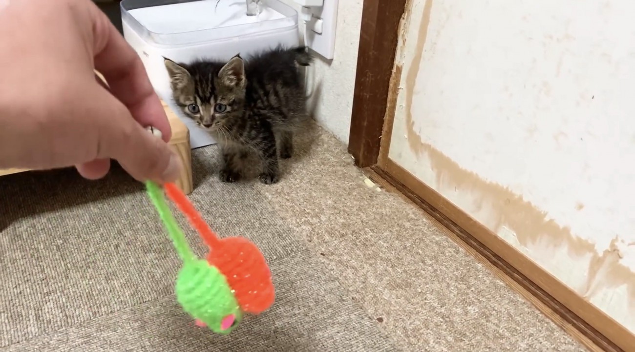 飼い主さんが揺らすネズミのおもちゃを見つめる子猫