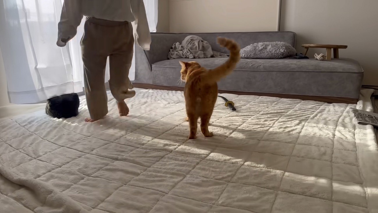 とらまるの周りを回る娘さん