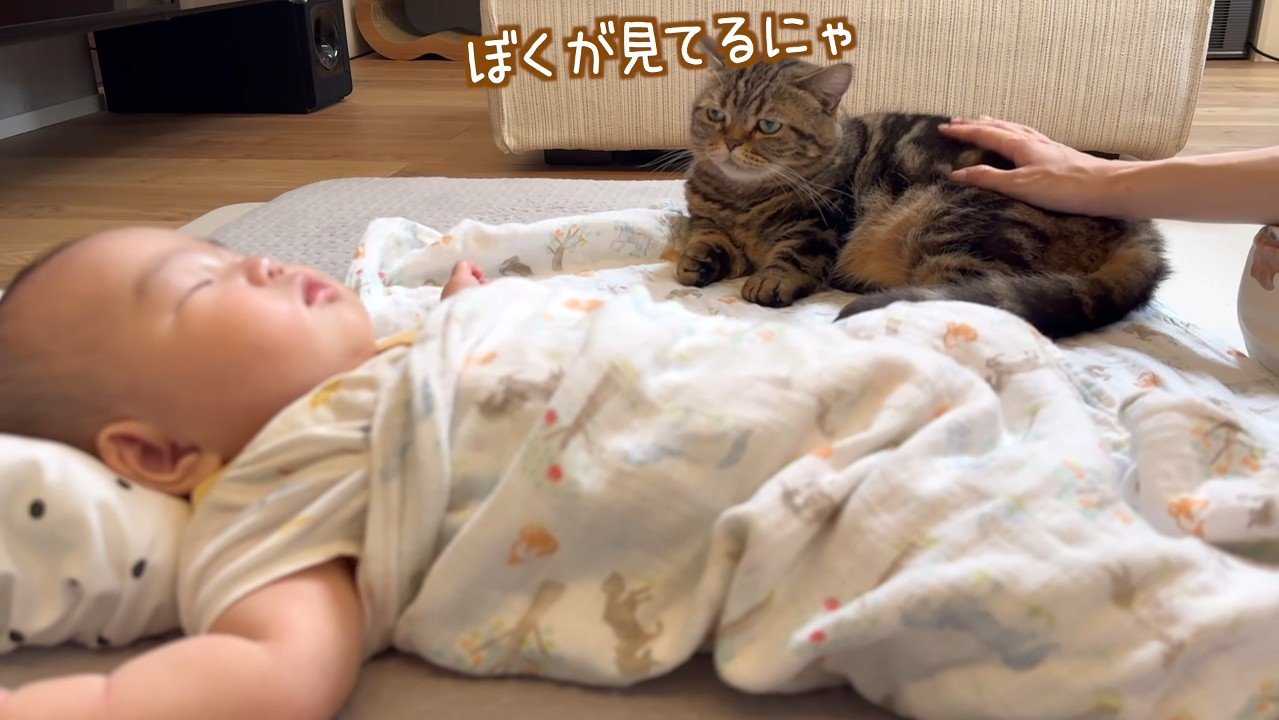 ぼくが見てるにゃ