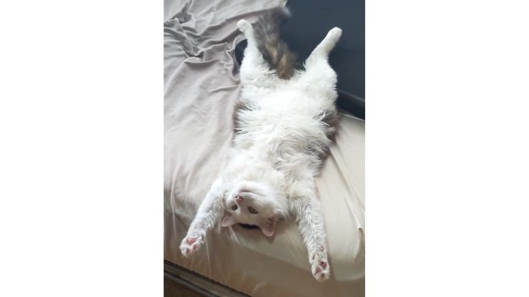 ベッドにいる猫