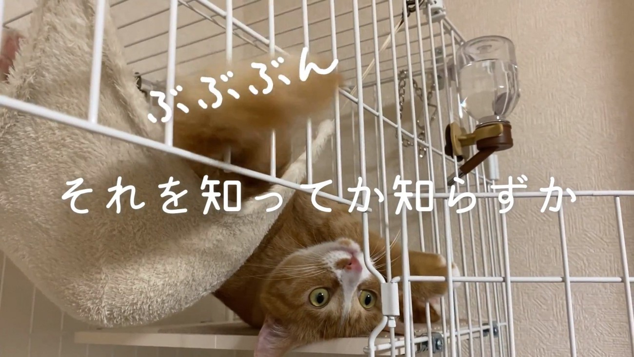 シッポを右に振るウラちゃん