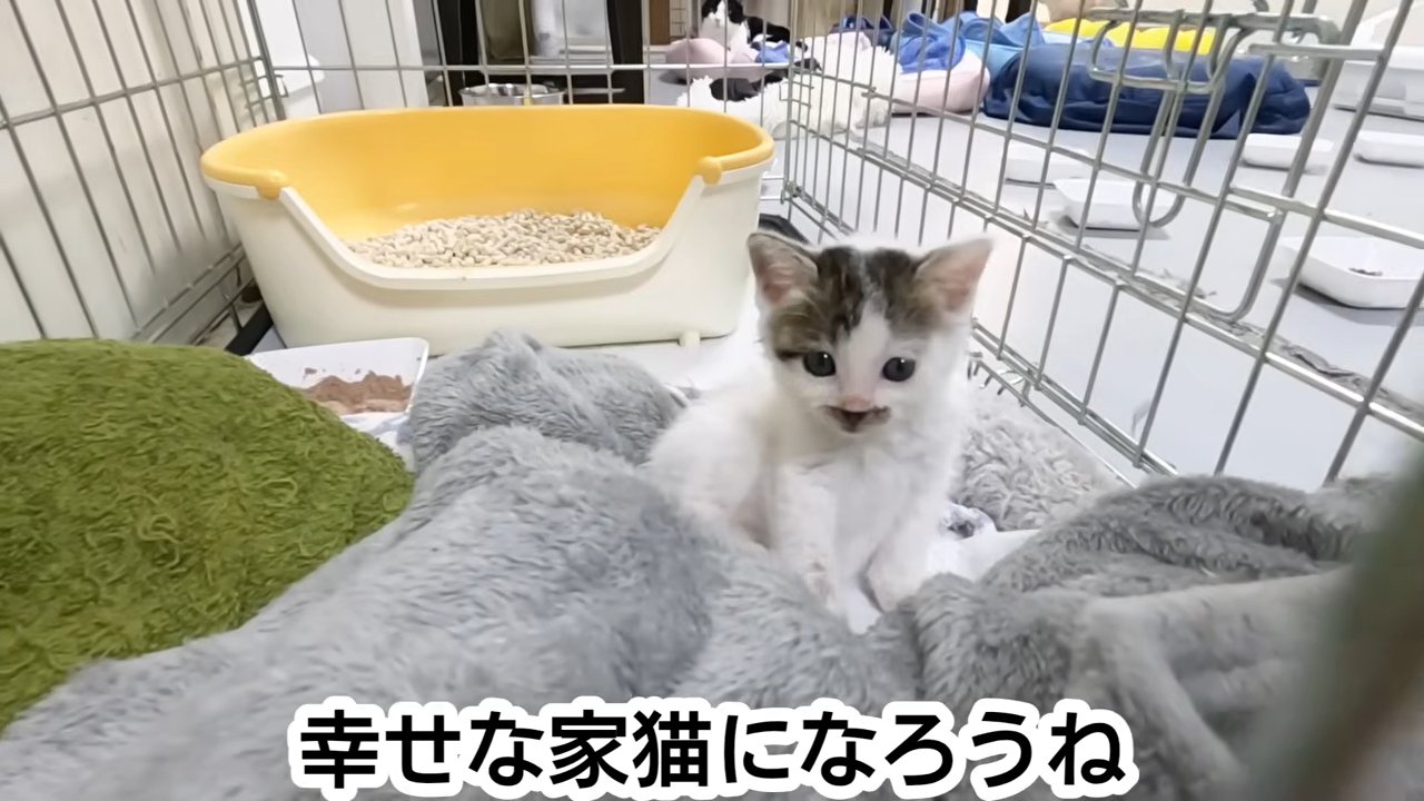 毛布の上で座る子猫