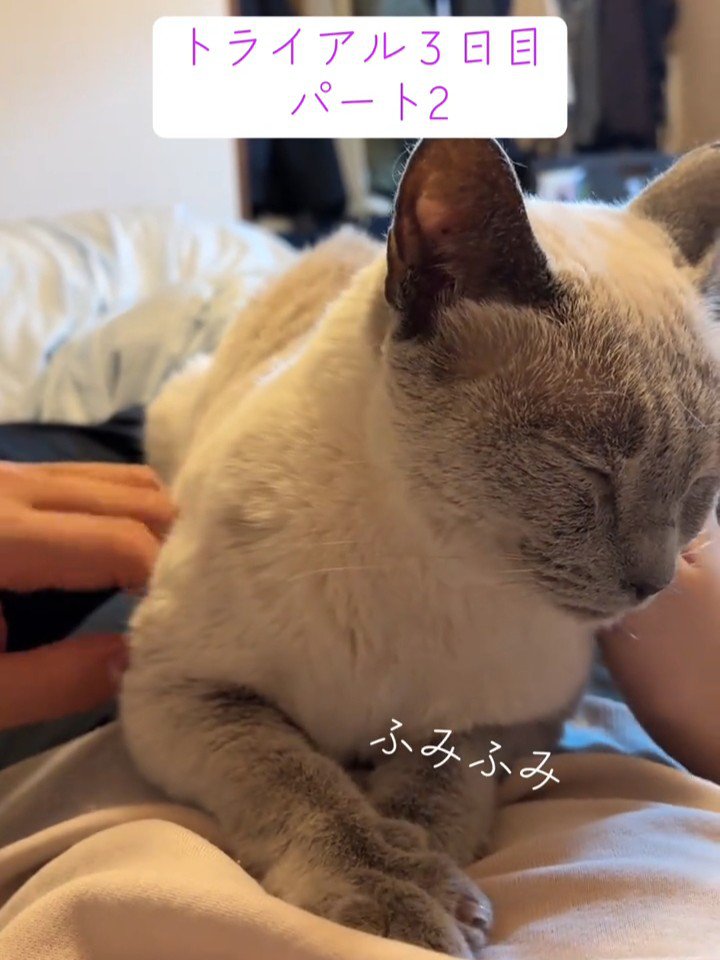 人の体にのってフミフミする猫