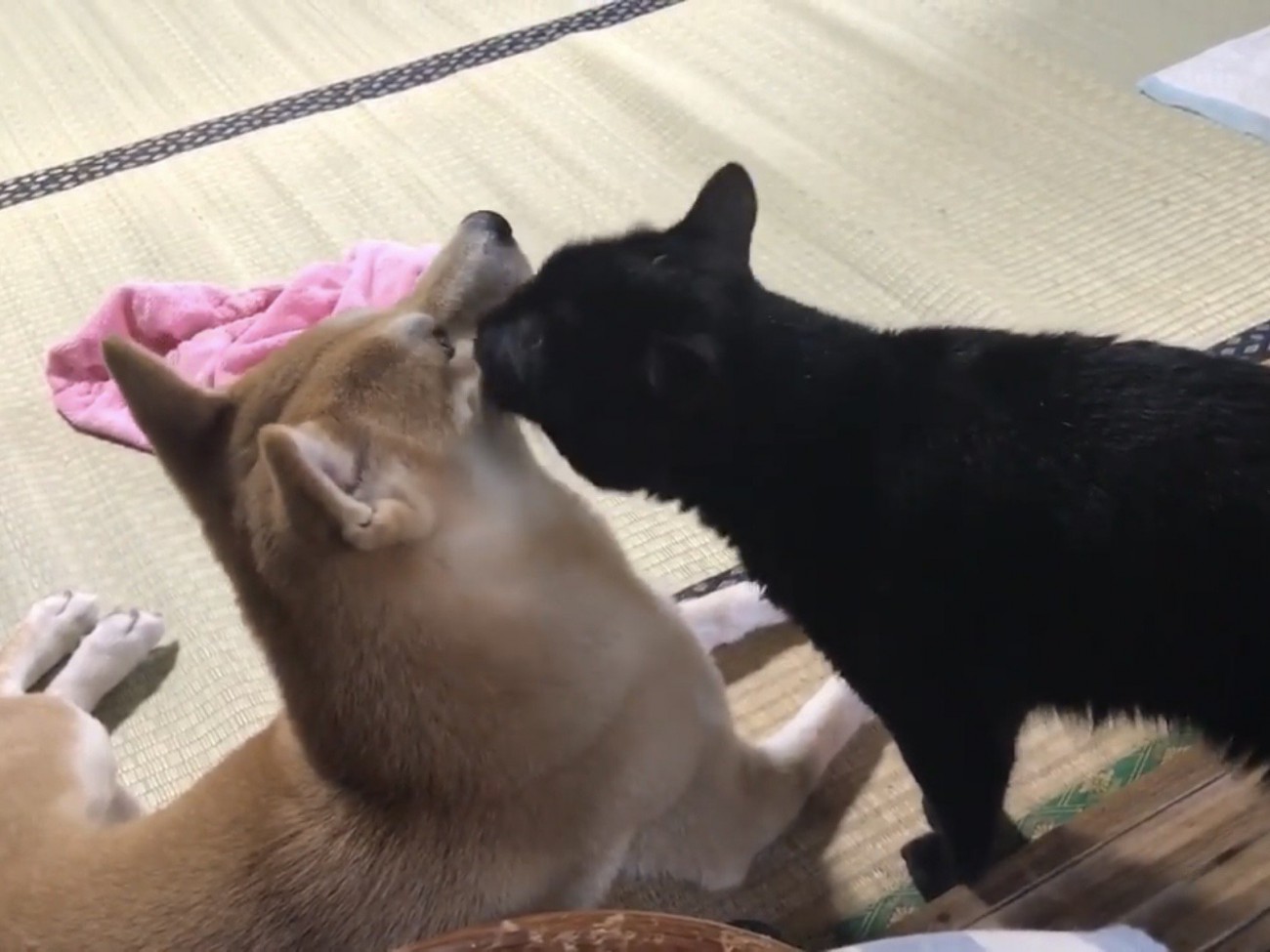 柴犬の顔まわりをなめてあげる黒猫