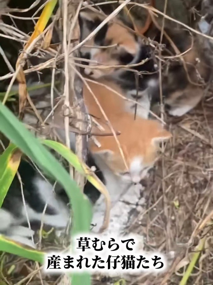 草むらの中にいる子猫たち