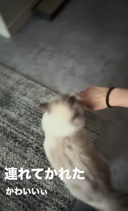 飼い主の手を引っ張る猫