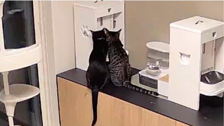 自動給餌器前の猫