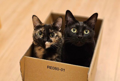 箱の中からじっと見つめる2匹の猫