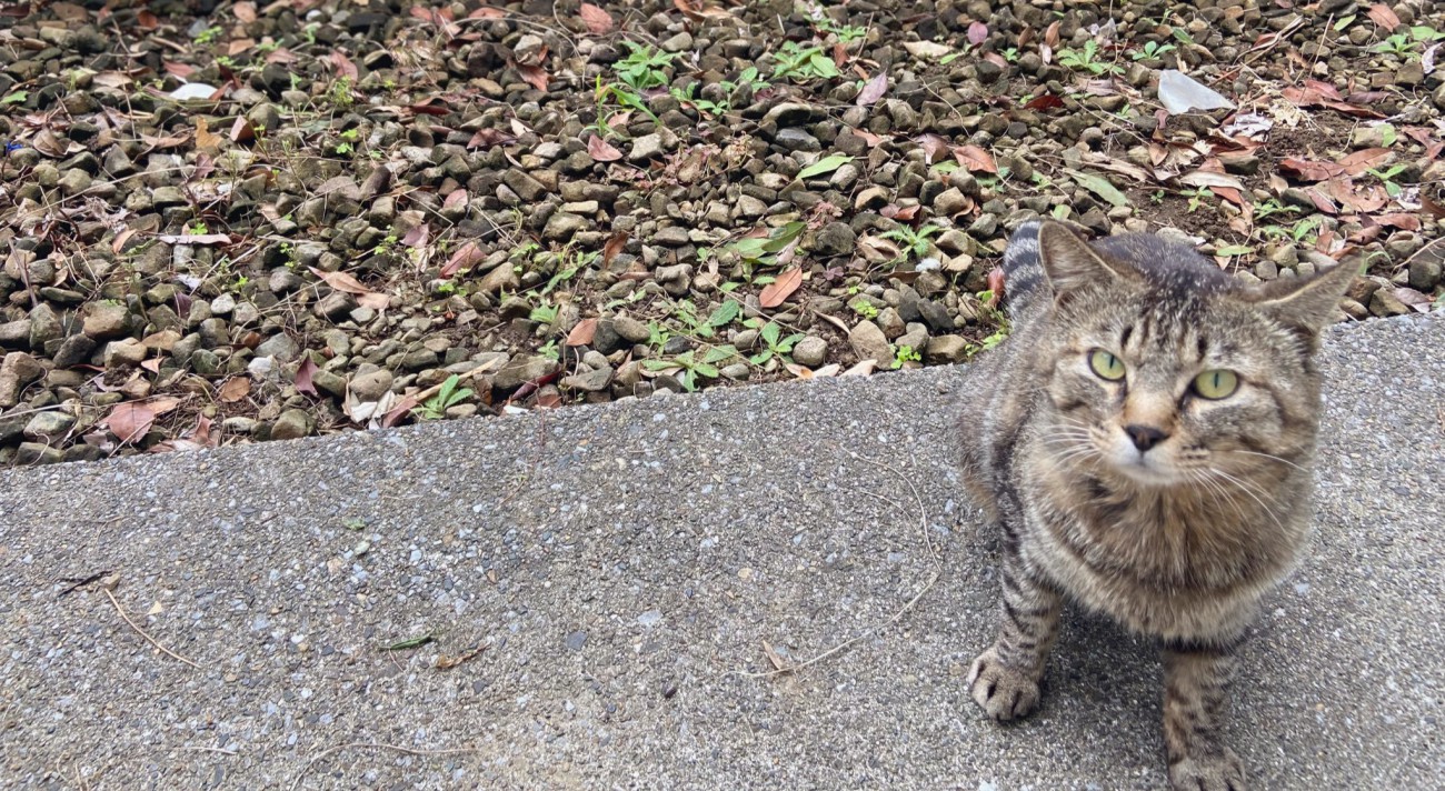 外にいる猫