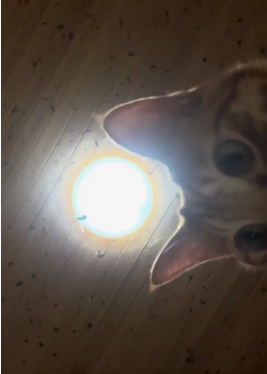 スマートフォンに映っている猫