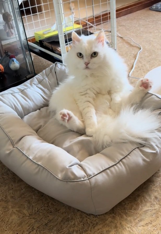 ソファに座る猫