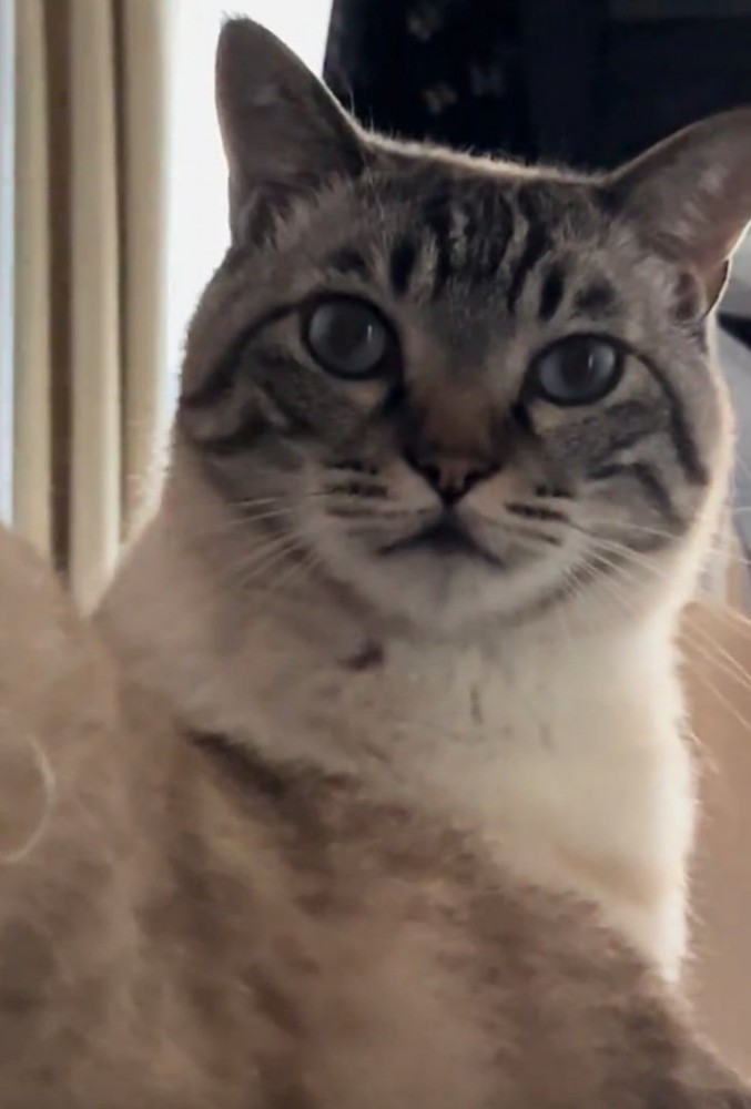 一点を見つめる猫