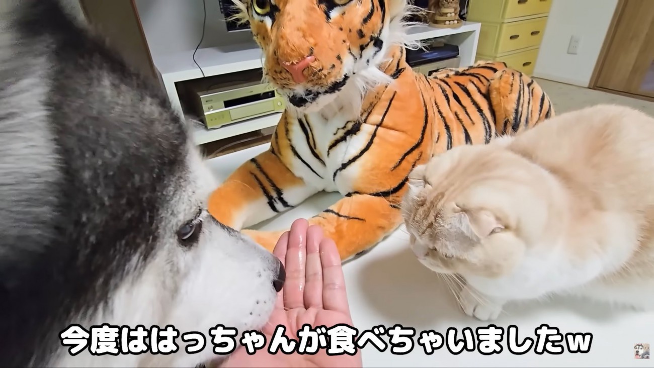 テロップ「今度ははっちゃんが～」