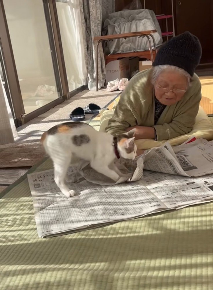 ベッドの近くにいる2匹の柴犬