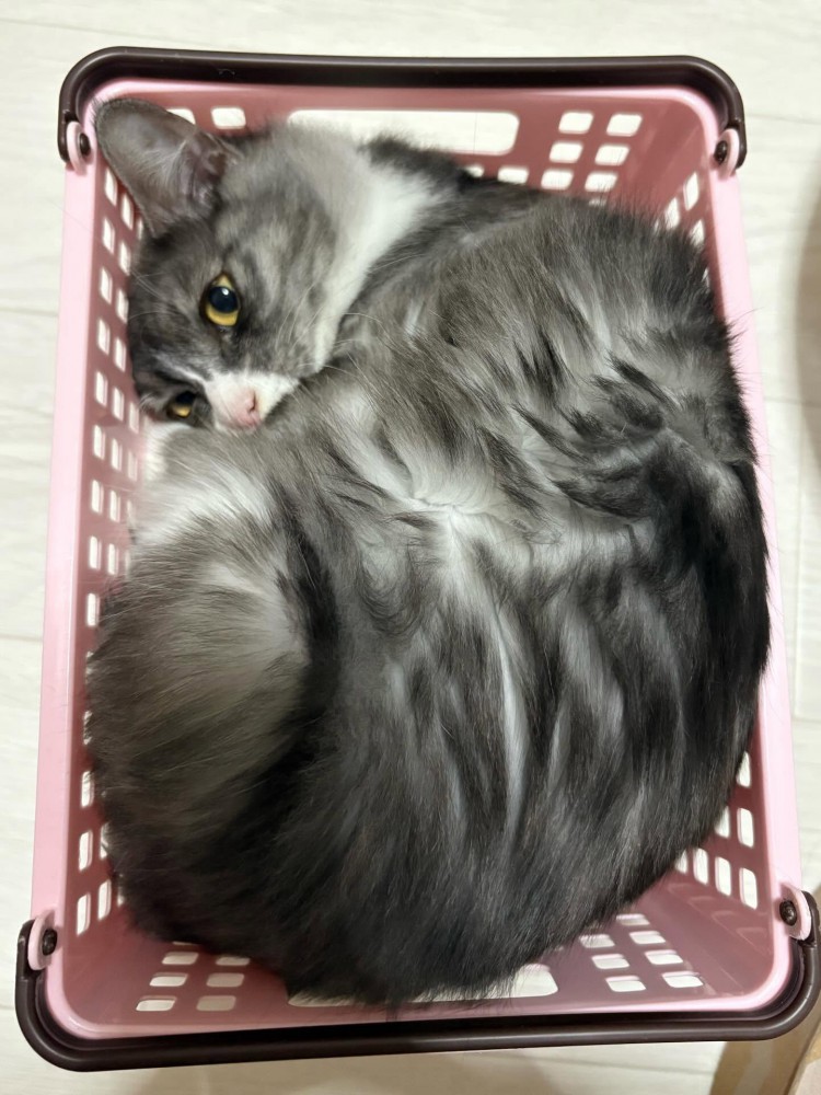 かごに詰まる猫