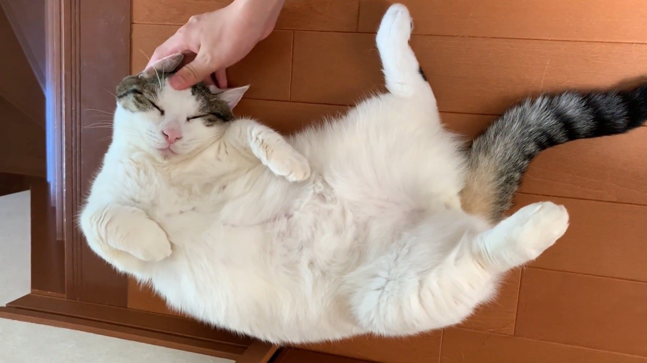 頭を撫でられて目を閉じる猫