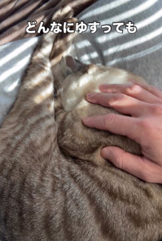 ゆすっても起きない猫