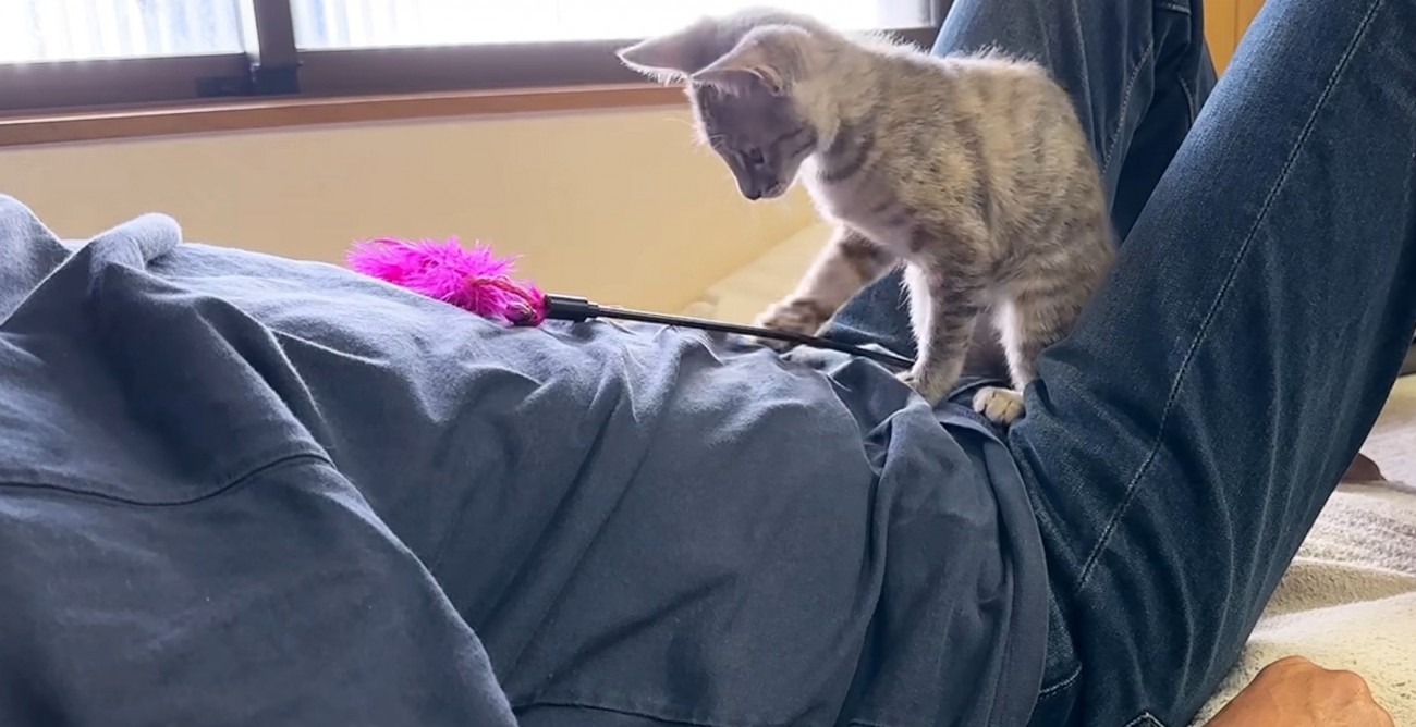 おなかのおもちゃを見つめる猫