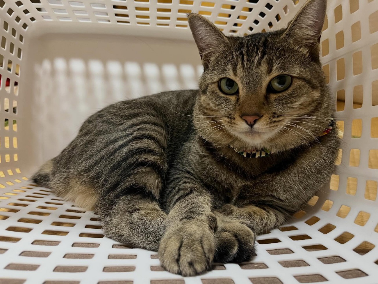 かごの中にいる猫