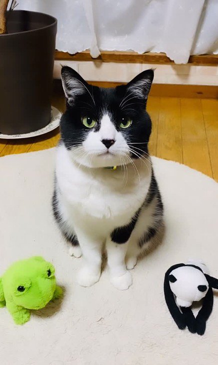 猫とぬいぐるみ