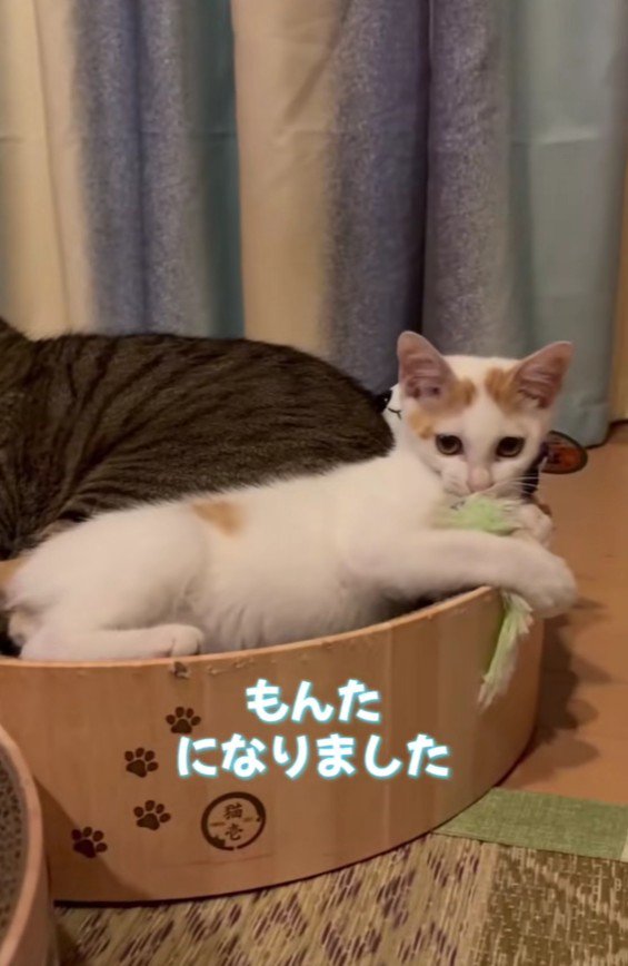ベッドに座る2匹の猫