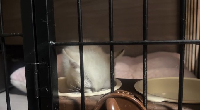 ご飯を食べる子猫