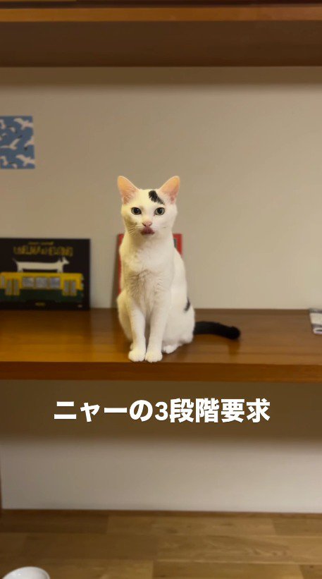 舌で口を舐める猫