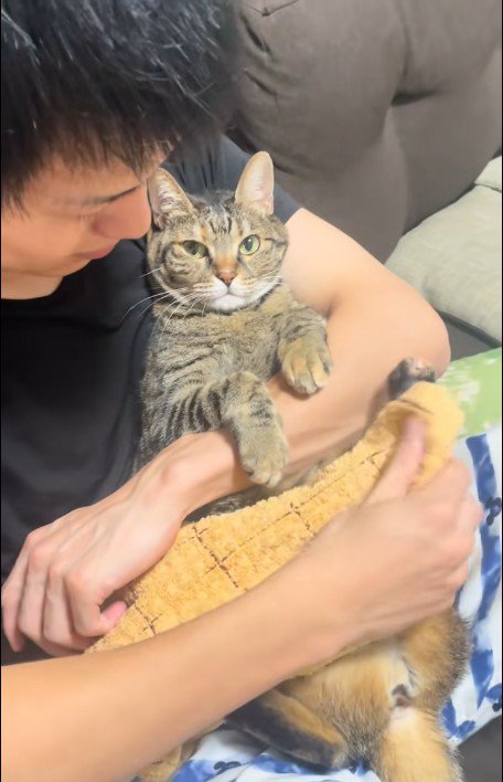 人に抱かれている猫