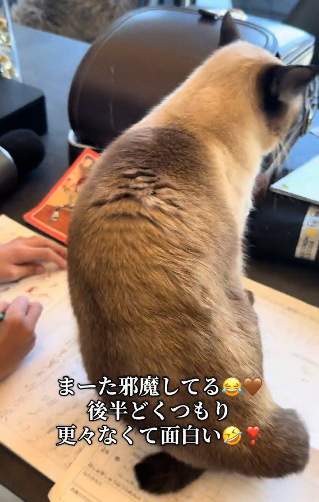 立ち上がる猫