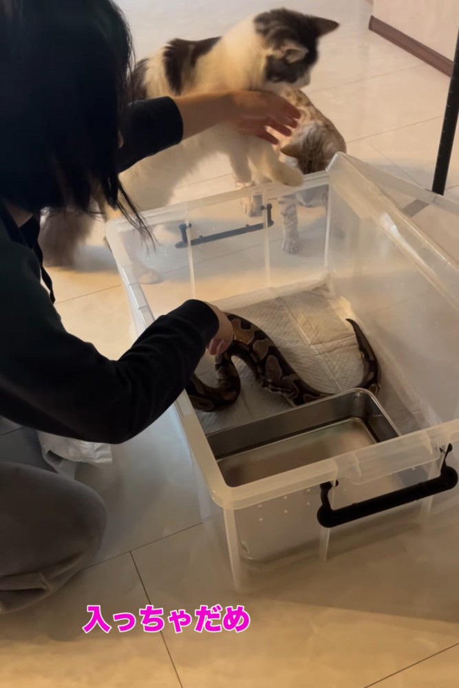 ケースから遠ざけられる猫