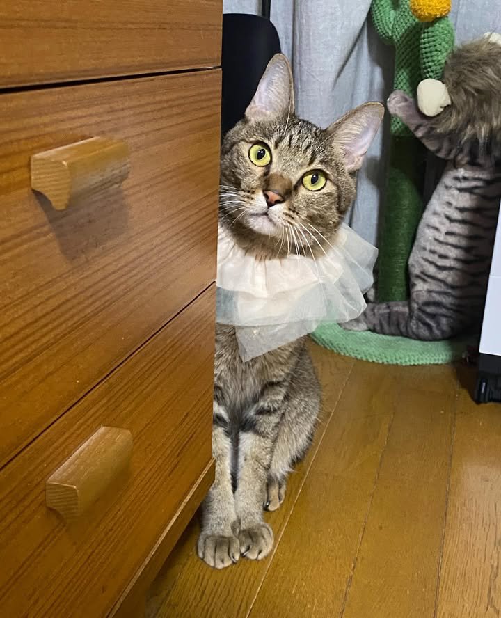 ヒラヒラの首輪をつけた猫