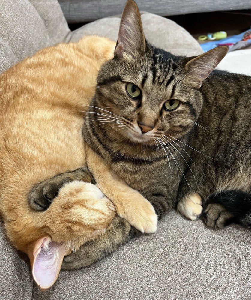 寄り添う2匹の猫