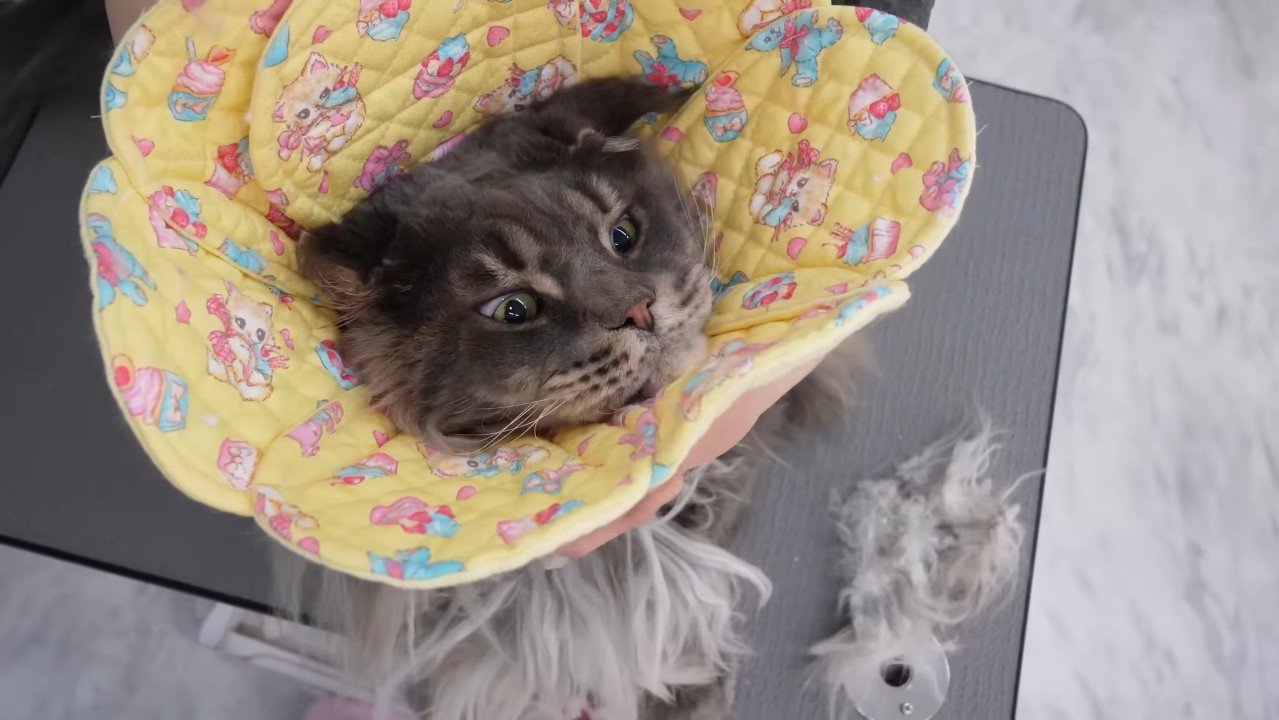 エリザベスカラー