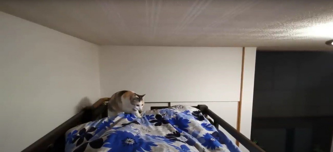 人の足元に顔を出している猫