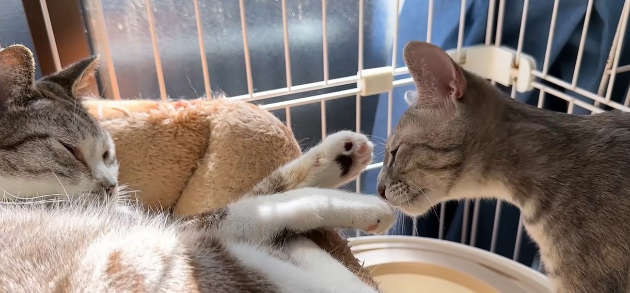 猫の手のにおいを嗅ぐ猫2