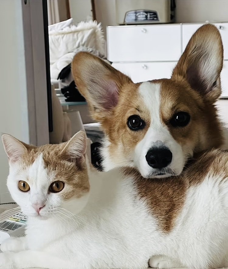 マンチカンの背中に顎を置くコーギー犬