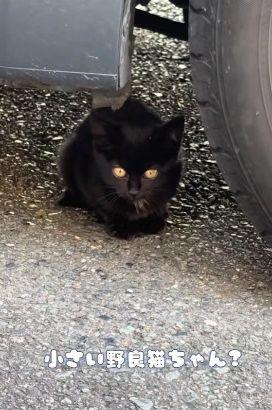 車の下に潜む黒猫