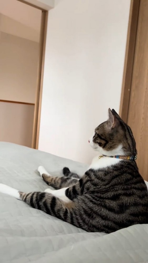 人間のように座る猫さん