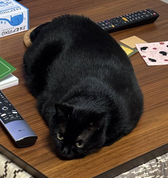 こたつの天板の上で脱力する猫