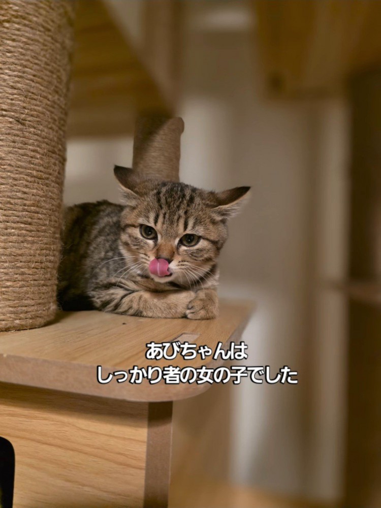鼻をなめる子猫