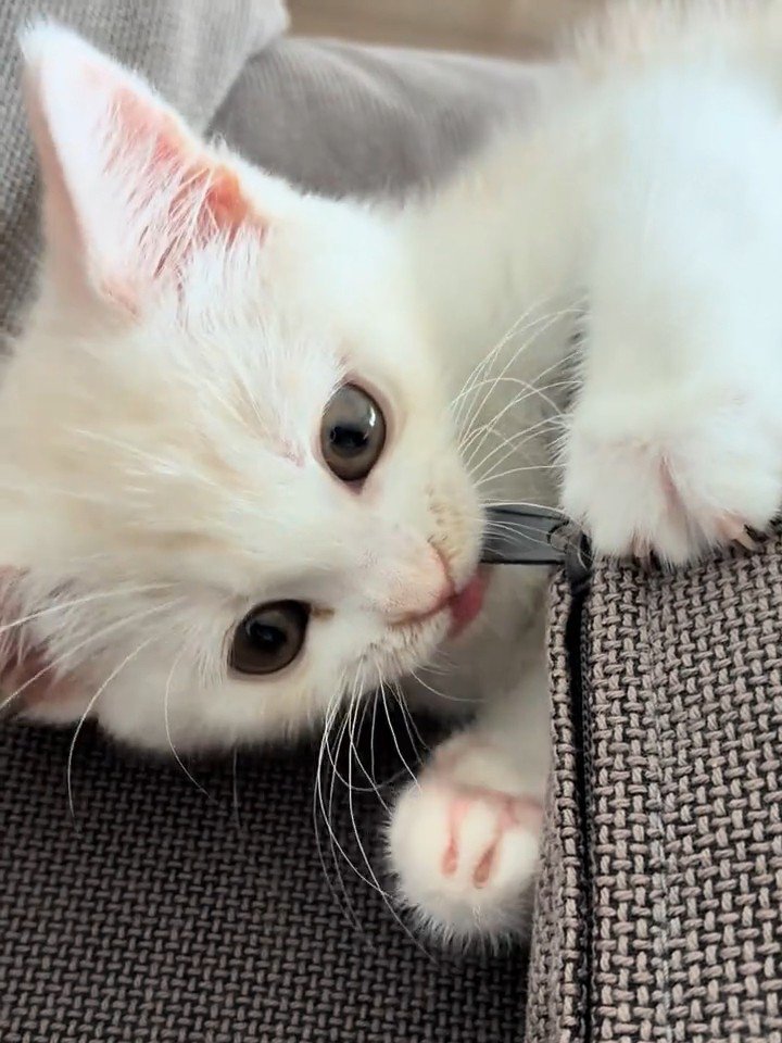 ファスナーのつまみをかじる猫