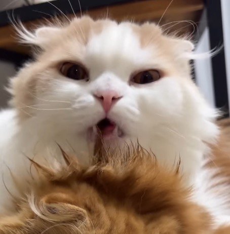 茶色い猫に毛繕いするクリーム色の猫