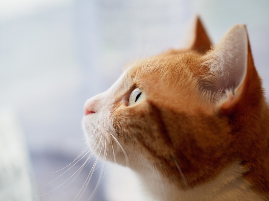 愛猫もチェックしてみよう！猫の「人相・手相」占い